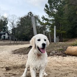 Assorted Doodle Crosses, Goldendoodles, Golden Retrievers, and Sheepadoodles from CelticDoods