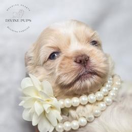 Girl 1 - White female Shih Tzu puppy in League City, Texas from Divine Pups