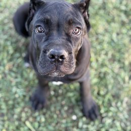Perfect Pepper - Black female Cane Corso puppy in Salem, Kansas from Black Magic Cane Corso