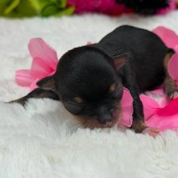 Girl 2 - female Chihuahua puppy in Lee Center, New York from Alfheim-Andromeda Chihuahua's (A &A's)
