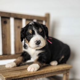 Bernedoodle, Goldendoodle, Poodle, and Sheepadoodle Puppies from Kerr Kanine Ranch