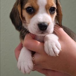 Ruby - Black tan and white female Beagle puppy in Lake City, Florida from Sunkissed Beagles