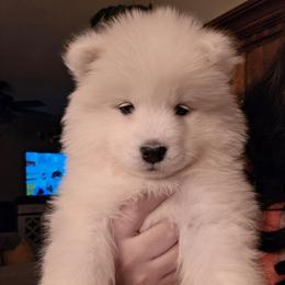 Yellow - White female Samoyed puppy in San Antonio, Texas from Hill Country Samoyeds