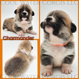 Charmander - Red male Pembroke Welsh Corgi puppy in Kiowa, Colorado from Cool Water Corgis LLC