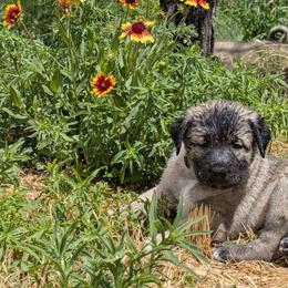 Anatolian Shepherd Dog and Labrador Retriever Puppies from Learning With Dogs