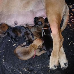 Grey girl - Brindle female Boerboel puppy in Dowagiac, Michigan from Flanders Kennels LLC