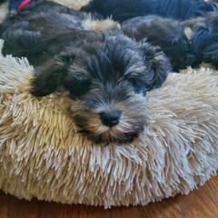 Miniature Schnauzer Puppies from Nature's Nook