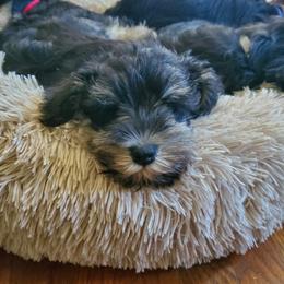 Miniature Schnauzer Puppies from Nature's Nook