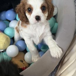 Cavalier King Charles Spaniel Puppies from Infinity Paws Cavaliers