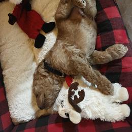 Goldendoodle Puppies from Lundee Doodles