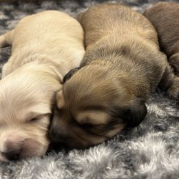Dachshund puppies from Monahan Dachshunds