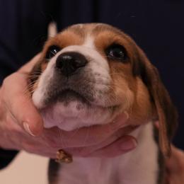 Male 1 - Purple - Black white and tan male Harrier puppy in Waxhaw, North Carolina from Darkfire Harriers