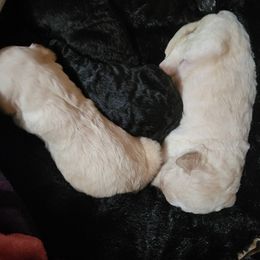 Goldendoodles from Bre's Doodle Nest