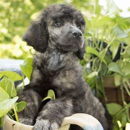 Poodles from Velvet Rain Poodles