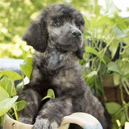 Poodles from Velvet Rain Poodles