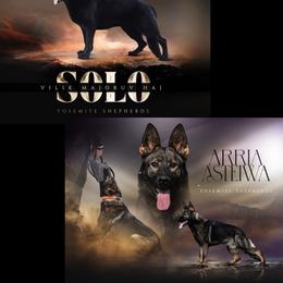 Maddox - Black male German Shepherd puppy in Coarsegold, California from Yosemite Shepherds