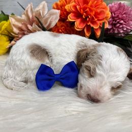 Austin. AKC. Clear - Parti male Poodle puppy in Nixa, Missouri from Family Poodles