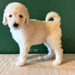 Mercury - White female Poodle puppy in Greenwich, New York from MizzElle’s Standard Poodles