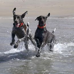 German Shorthaired Pointer All Grown Up from Susan Stutz's German Shorthaired Pointers