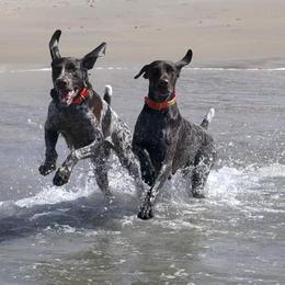 German Shorthaired Pointer All Grown Up from Susan Stutz's German Shorthaired Pointers