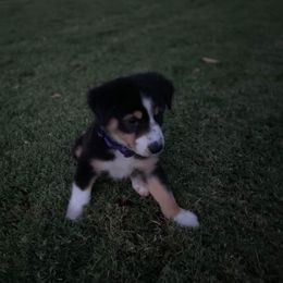 Australian Shepherd Puppies from CassLee Australian Shepherds
