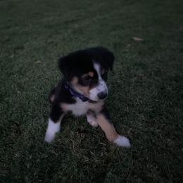 Australian Shepherd Puppies from CassLee Australian Shepherds