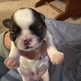 Boy 1 - Brindle and white male Shih Tzu puppy in Centralia, Illinois from Niepoetter Shih Tzus