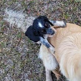 English Springer Spaniel Puppies from 31 Pines Springers & Retrievers
