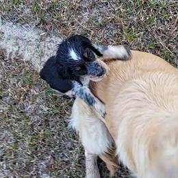 English Springer Spaniel Puppies from 31 Pines Springers & Retrievers