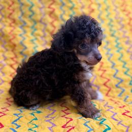 Tink-TOY - Phantom male Poodle puppy in Purdy, Missouri from The Dynasty