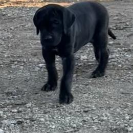 Girl 1 - Black and white female Great Dane puppy in Indianola, Iowa from Bull West Kennels