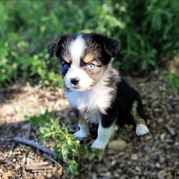 Taylor - Black tri female Toy Australian Shepherd puppy in Snowflake, Arizona from Halfpint Aussies
