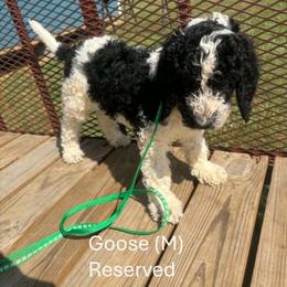 Goose - Parti male Goldendoodle puppy in Water Valley, Mississippi from Olympian Doodles
