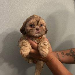 Girl 1 - Shih Tzu puppy from Bebe AKC Puppies