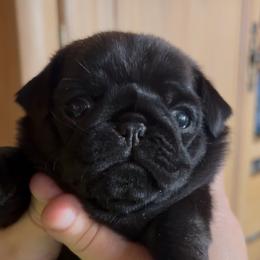 Lover Too - Black male Pug puppy in Arabi, Georgia from Von Webb Pups