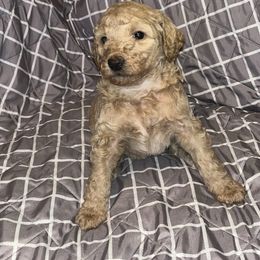 Jordan - Cafe au lait Poodle puppy in Gallatin, Tennessee from BRosie 9  Standard Poodles