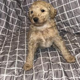 Jordan - Cafe au lait Poodle puppy in Gallatin, Tennessee from BRosie 9  Standard Poodles