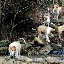 Collies from Olivia Mcvadon's Collies