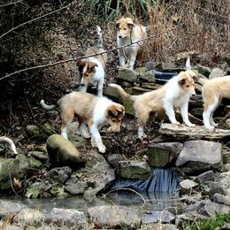 Collies from Olivia Mcvadon's Collies