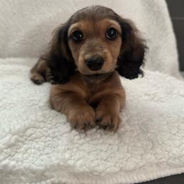 Larry - Cream male Dachshund puppy in Yuba City, California from Mulberry Dachshunds