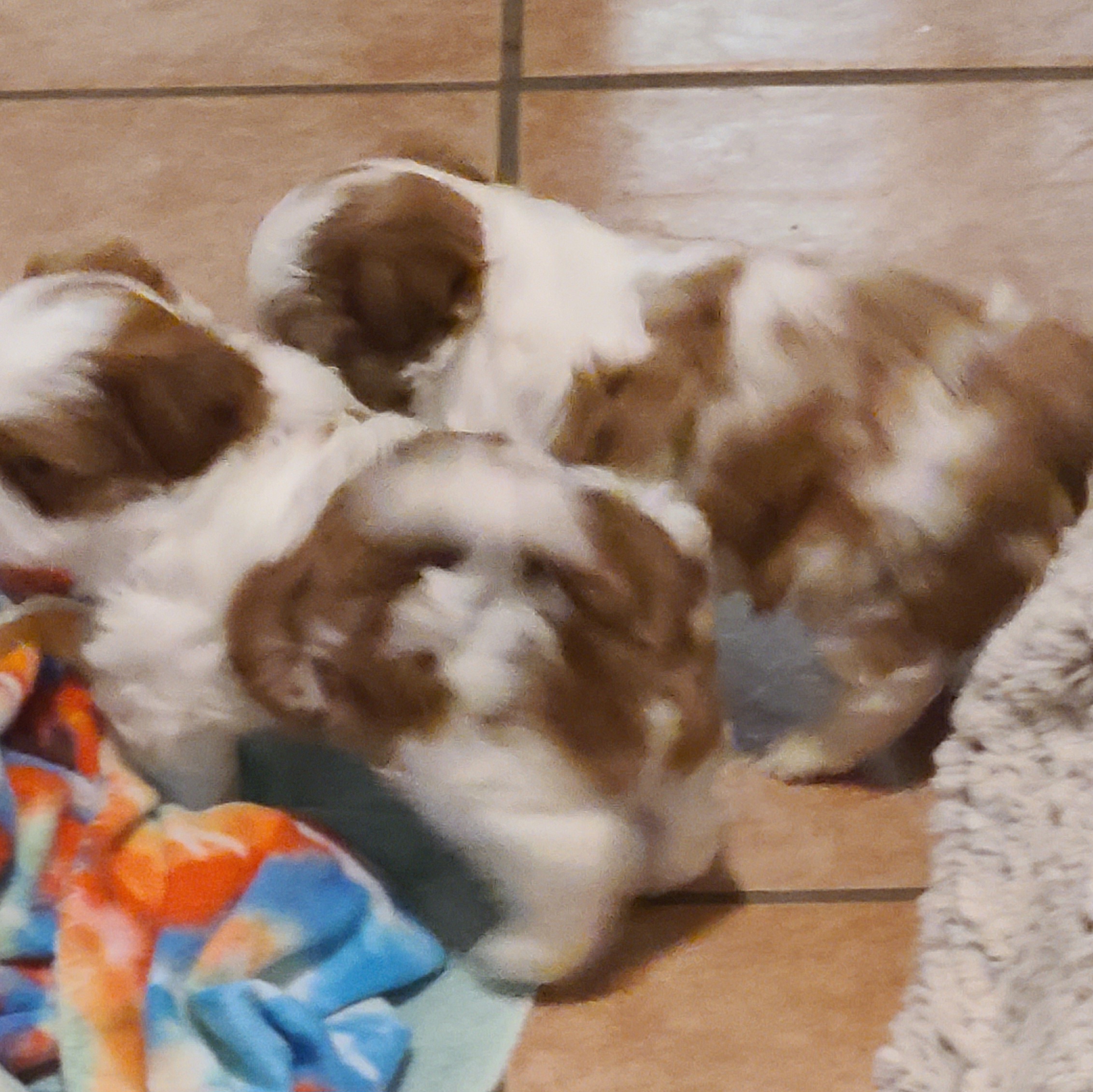 Shih Tzu Puppies from SuLynnes Shih Tzus