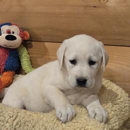 Aspen - Yellow female Labrador Retriever puppy in Gaffney, South Carolina from Circle D Farms