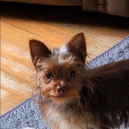 Adele - Chocolate and tan female Yorkshire Terrier puppy in Grafton, West Virginia from Gemstone Kennel