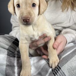Pam - Yellow female Labrador Retriever puppy in Great Falls, Montana from Yogo Point Kennels