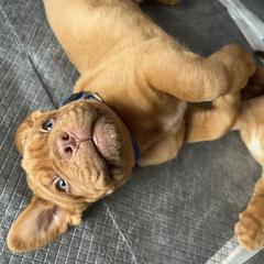 Dogue de Bordeaux Puppies from Rogue Bordeaux