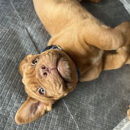 Dogue de Bordeaux Puppies from Rogue Bordeaux