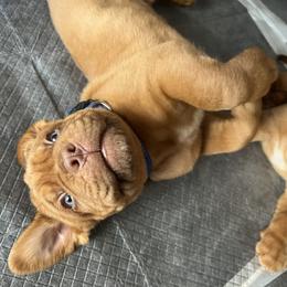Dogue de Bordeaux Puppies from Rogue Bordeaux