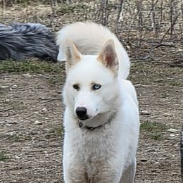 Zarek - Siberian Husky