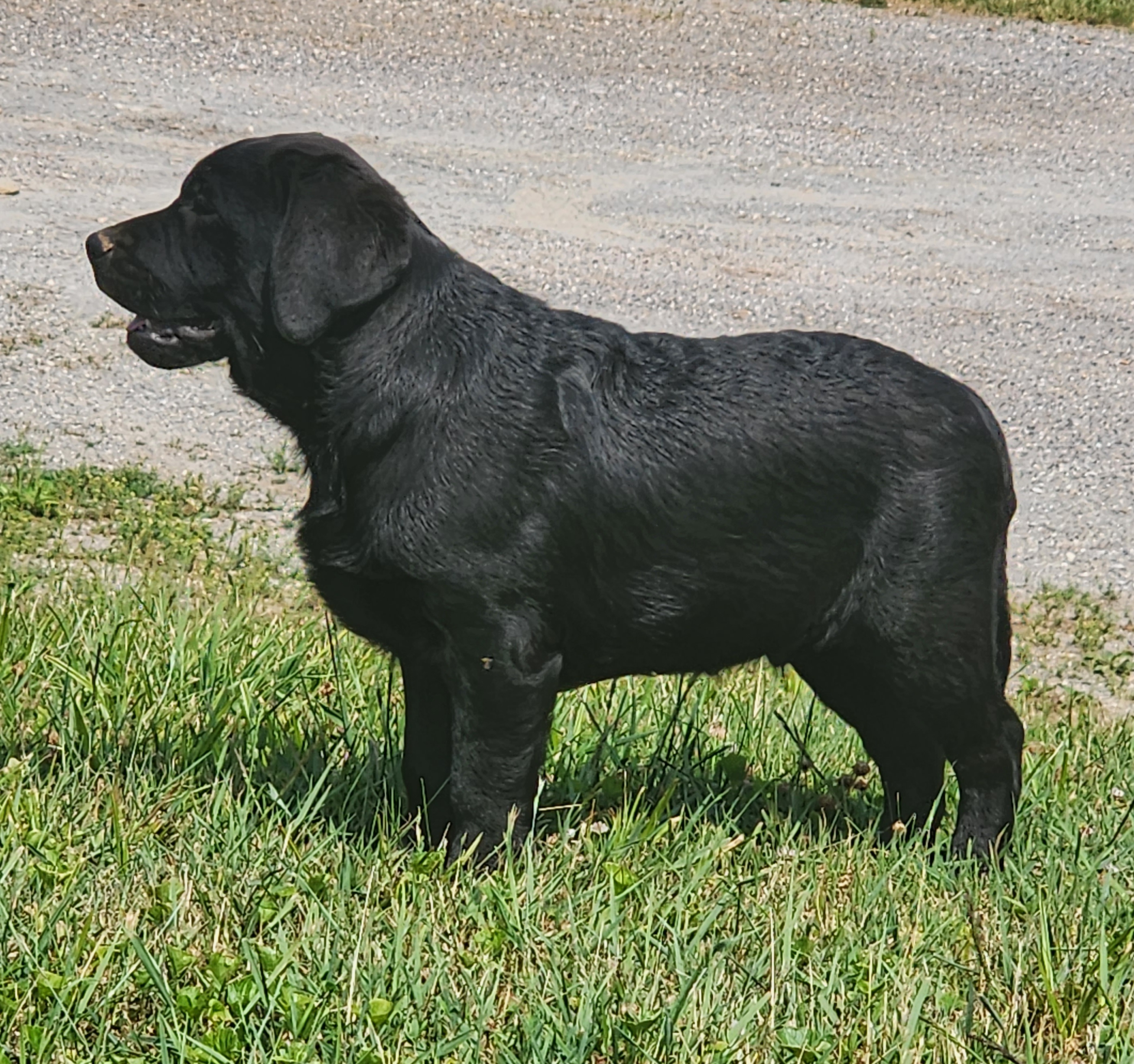 Boy 3 - Labrador Retriever puppy in Stewartstown, Pennsylvania from Seahawk Labradors