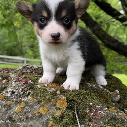 Pembroke Welsh Corgi Puppies from Lake Pepin Corgi's